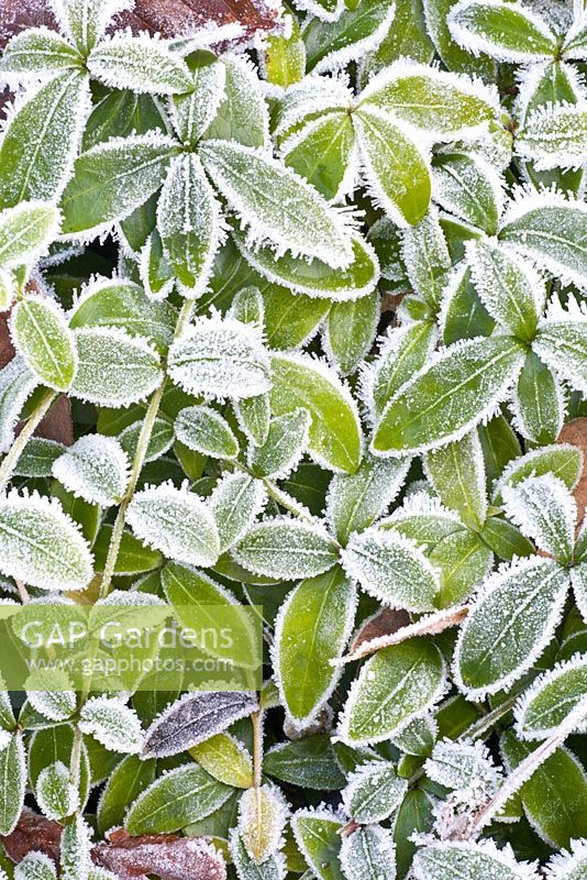 Vinca minor 'La Grave' in frost