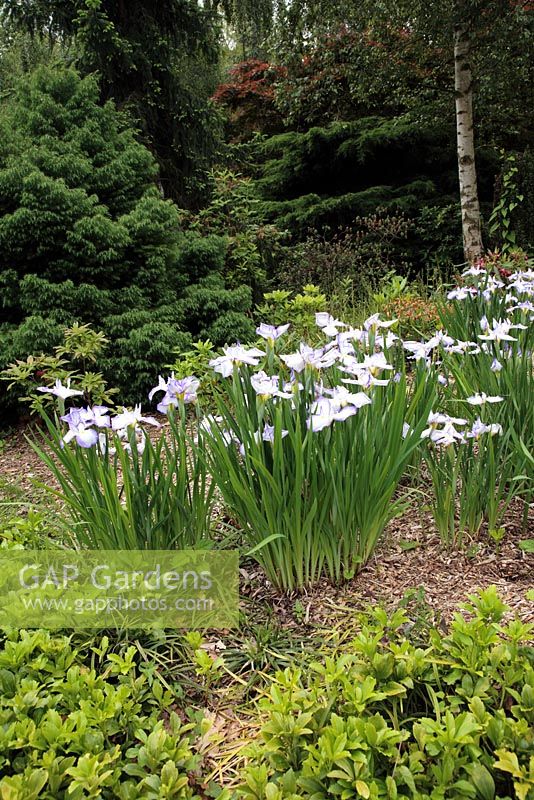 Iris japonica ensata and Pachysandra with bark chip mulch - Japanese garden, Peckham Rye Park, London 
