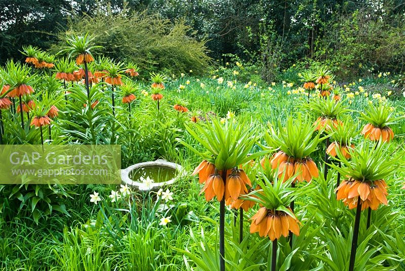 Fritillaria imperialis naturalised in rough grass with Narcissus, stone bird bath in centre