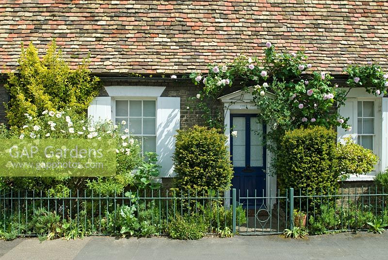 Cottage style town garden with Roses, privet, yew and Cistus - Orchard Street, Cambridge