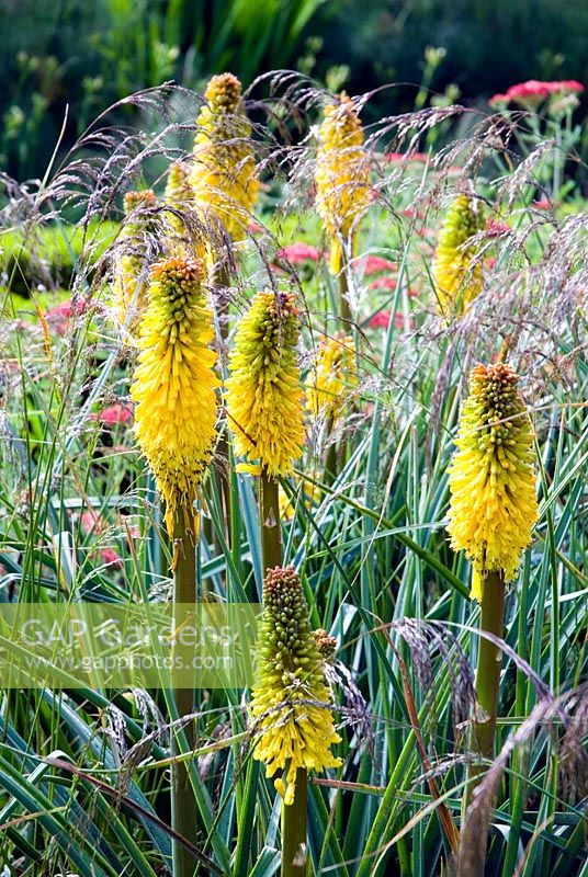 Kniphofia 'Bees Sunset' in border
