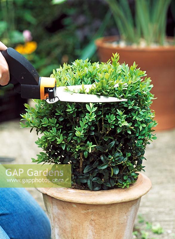 Topiary - Pruning a box ball