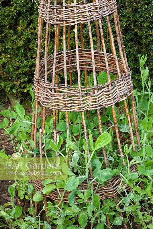 Willow sweet pea plant support - Cothay Manor Garden, Somerset