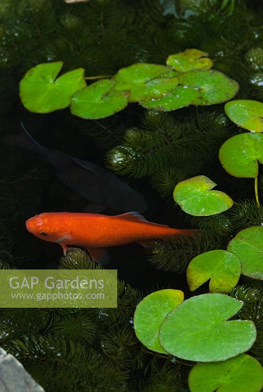 Goldfish in pond with miniature Nymphaea and Ceratophyllum demersum foliage