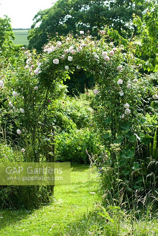Rosa 'New Dawn' trained over arch in country garden - Cerne Abbas, Dorset