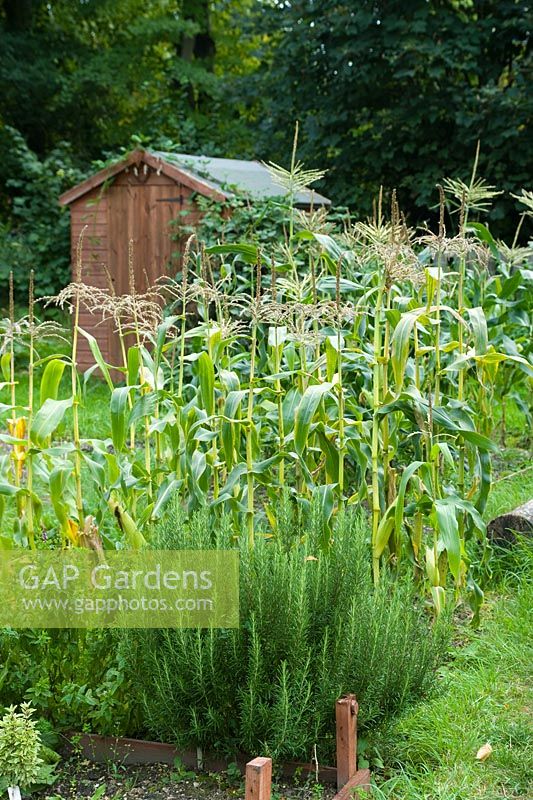 Zea Mays - Sweet corn growing on allotment