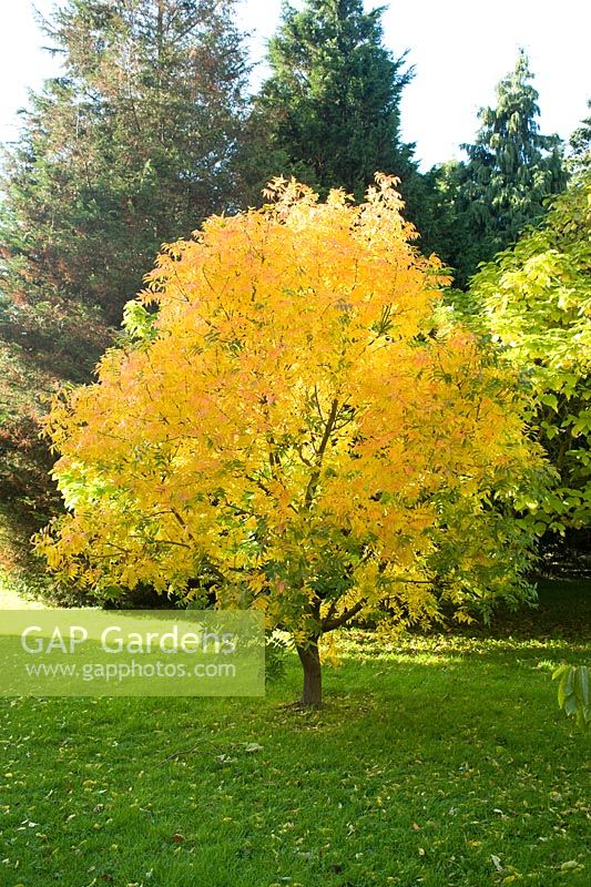 Pistacia chinensis - Autumn colour