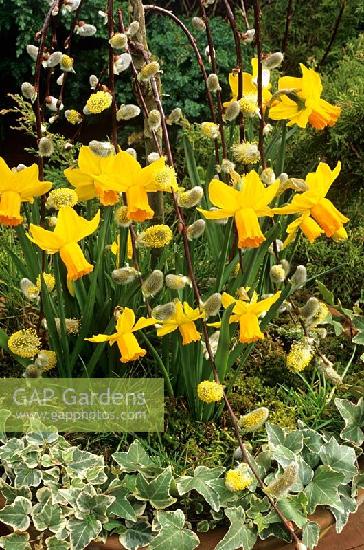 Narcissus 'Jetfire' flowering amongst the catkins of a weeping pussy willow, Salix caprea 'Kilmarnock' in a terracotta pot edged with variegated ivy