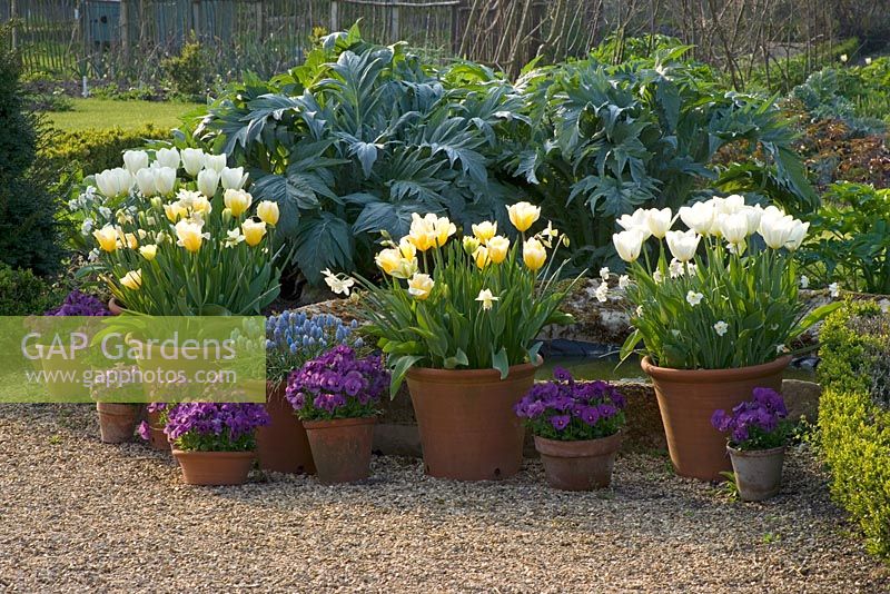 The walled garden with cardoons behind terracotta containers in spring planted with tulips in shades of white and pale yellow - Kelmarsh Hall, Northamptonshire