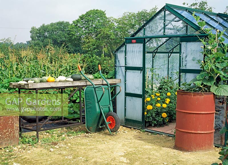 Wheelbarrow leading against table outside greenhouse with sweetcorn growing in background