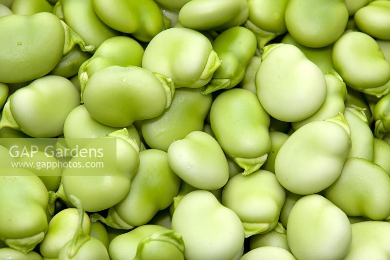 Vicia faba - Broad beans 