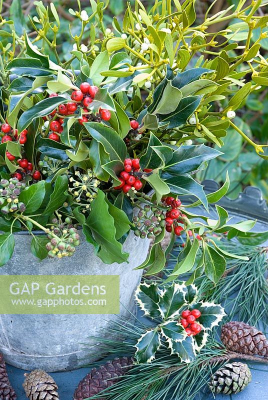 Christmas foliage in metal bucket - holly, mistletoe, ivy with pine and cones