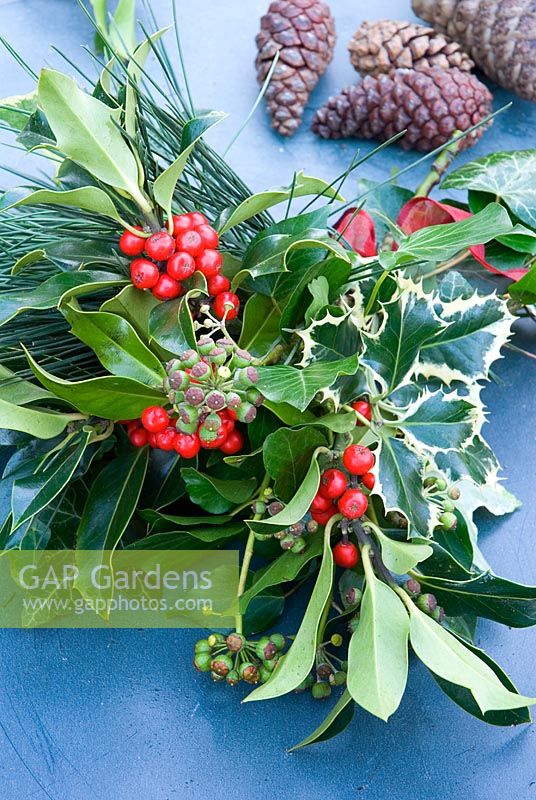 Bunch of Christmas foliage - holly, ivy  and mistletoe
