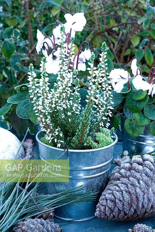 Frosty white Erica and Cyclamen in containers with pine foliage, cones and silver baubles