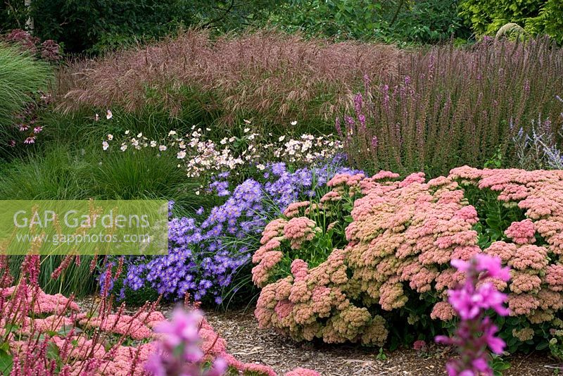 Perennial border with Sedum 'Autumn Joy', Aster frikartii 'Monch', Anemone tomentosa 'Robustissima' and Lythrum 'Fire Candle' - Lady Farm, Somerset