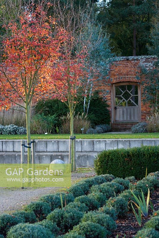 Autumn colour in the walled garden - the garden of spheres with wooden gate in wall, stone ball and Amelanchier x grandiflora 'Robin Hill' - Marks Hall, Essex