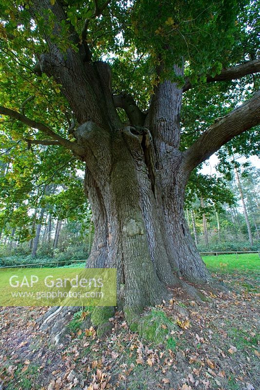Quercus - The honywood oak tree, thought to be 800 years old - Marks Hall, Essex