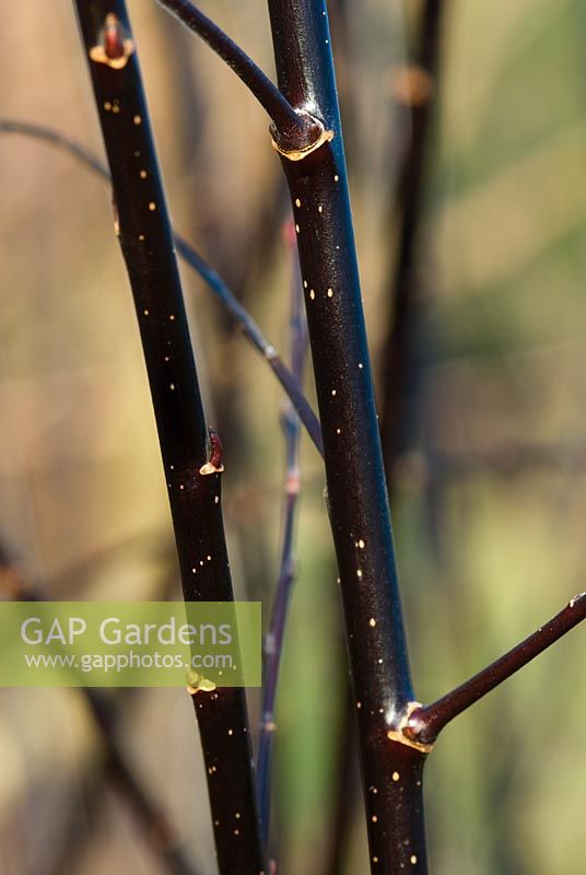 Salix gracilistyla 'Melanostachys' stems in winter