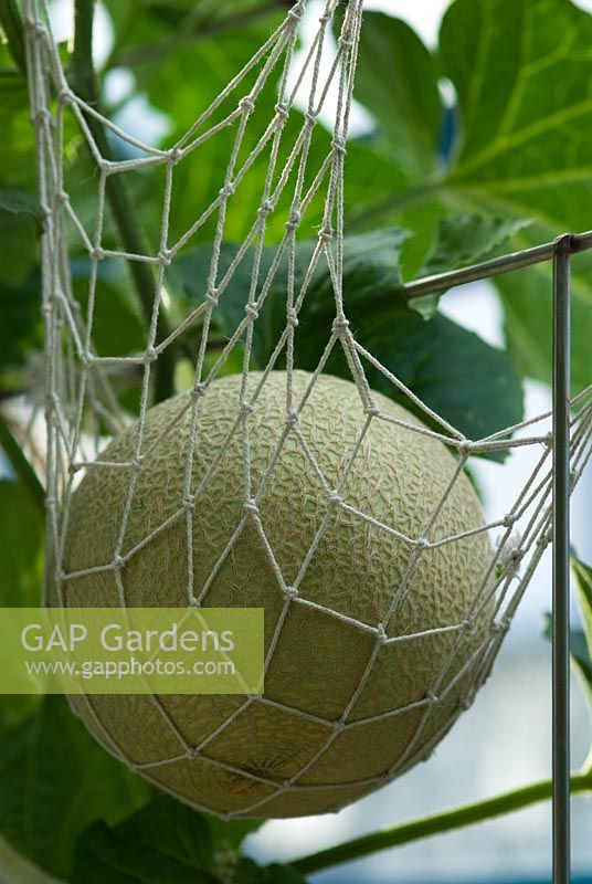 Cucumis melo 'Angel' - Melon growing in a net support
