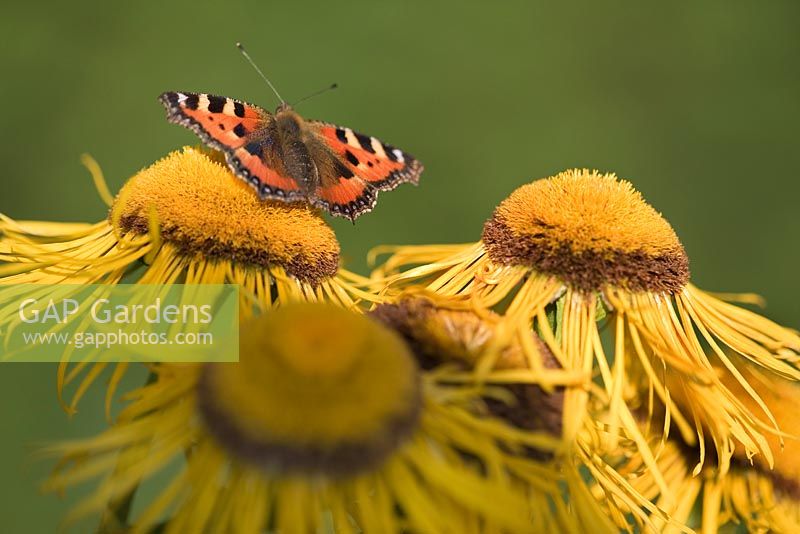 Inula helenium with butterfly