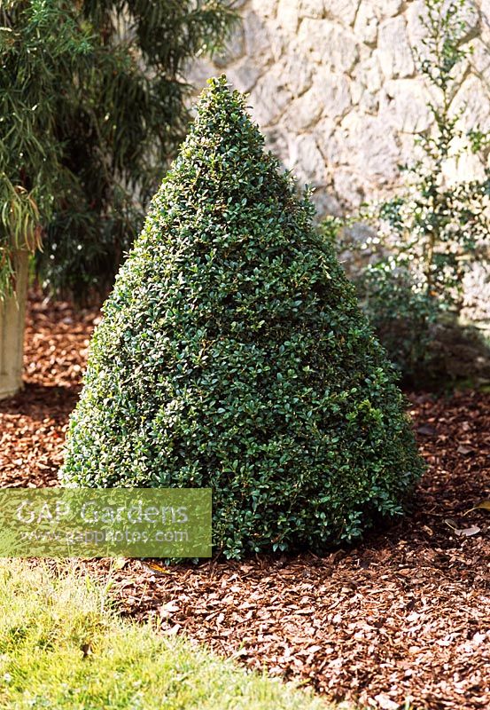Buxus Sempervirens cone at Langley Boxwood Nursery 