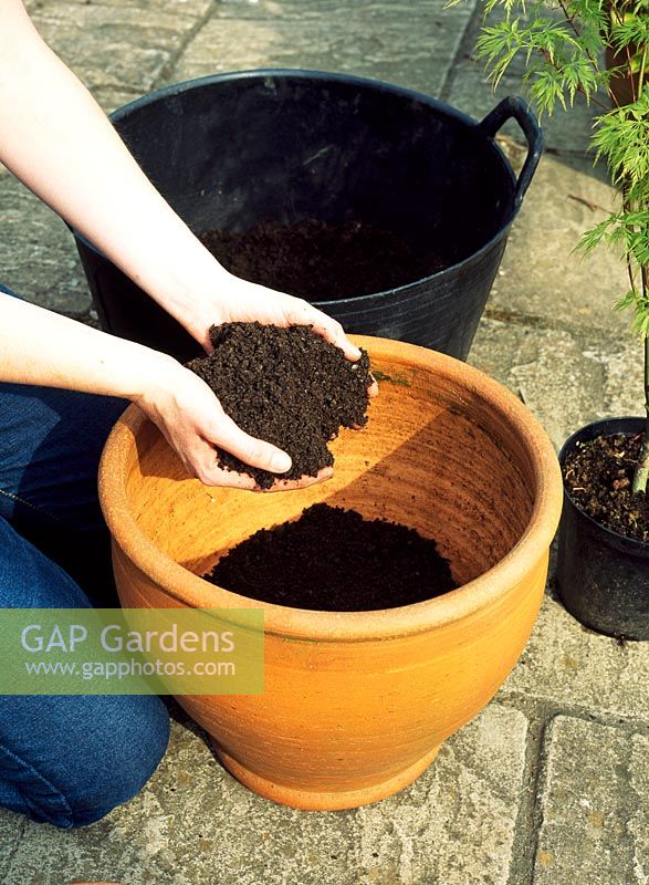 Step 4 of planting an Acer in a terracotta pot - Place compost in the bottom of the pot 