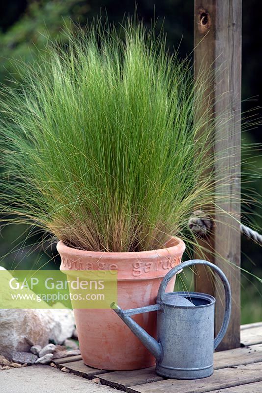 Stipa tennuissima in a clay pot with a watering can