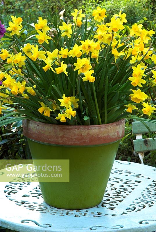 Narcissus 'Tete a Tete' in ceramic coated terracotta pot on tabletop