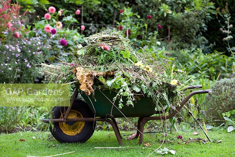 Late summer tidy up in the garden.  Wheelbarrow full of spent flowers and foliage