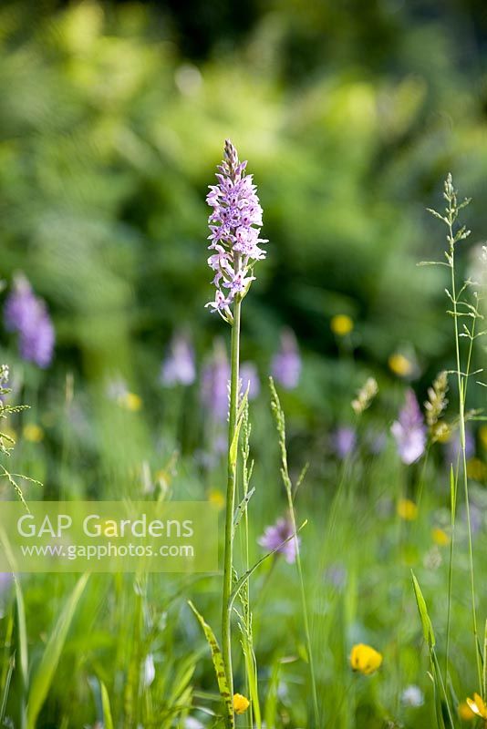 Wild orchid - Bridget McCrum's garden at Hamblyn's Coombe, Devon