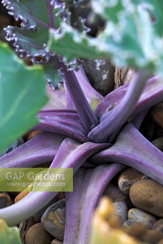 Crambe maritima - Purple stems of Sea Kale