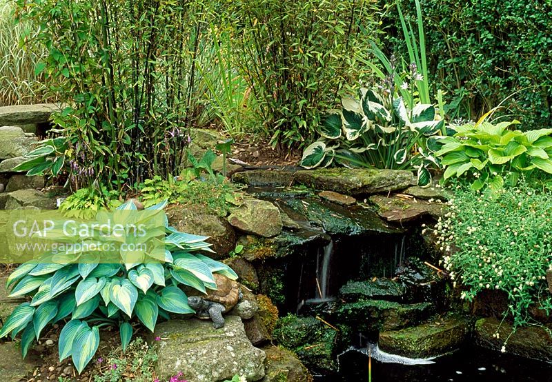 Waterfall surrounded by hostas including Hosta 'June' on left - 28A Braces Lane, Bromsgrove, Worcestershire