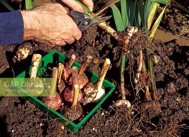 Storing Gladiolus corms in trays - Cutting off foliage