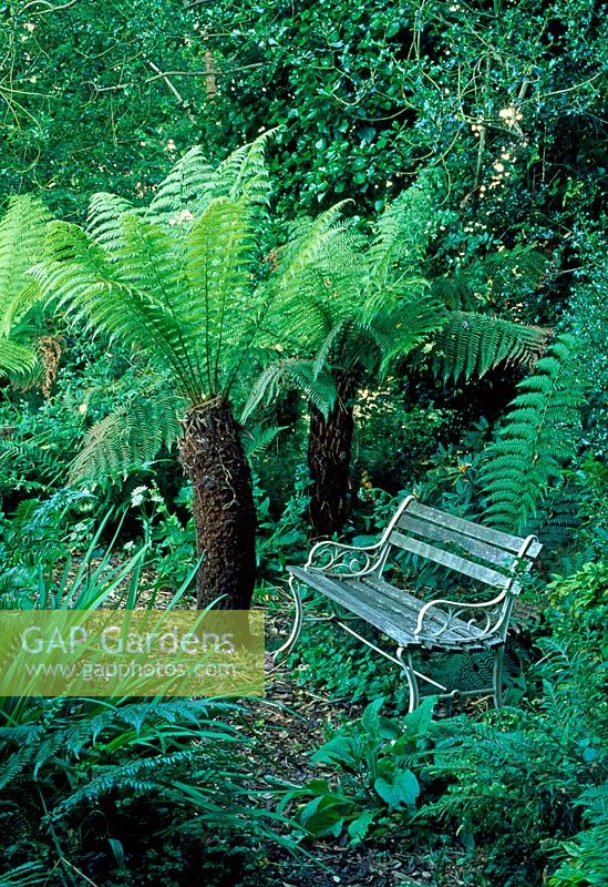 Seat in woodland area with Dicksonia antartica tree fern - Tipton Lodge, Devon, UK