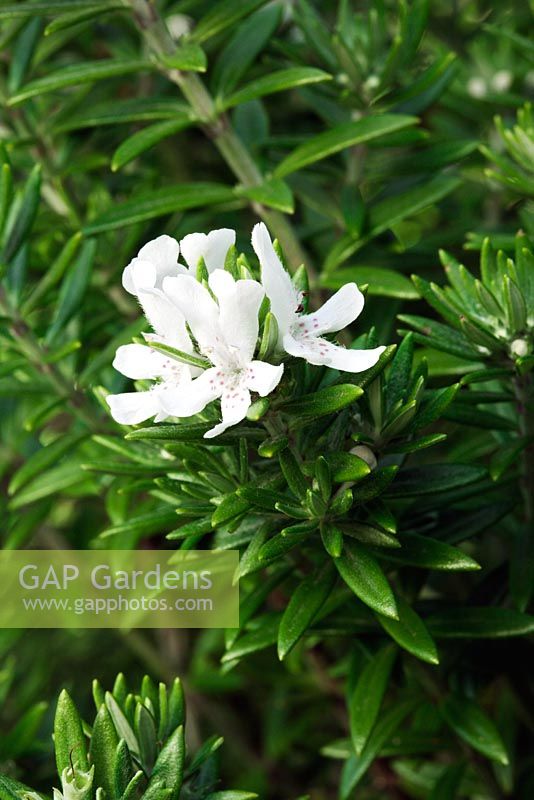 Westringia fruticosa - Australian Rosemary AGM