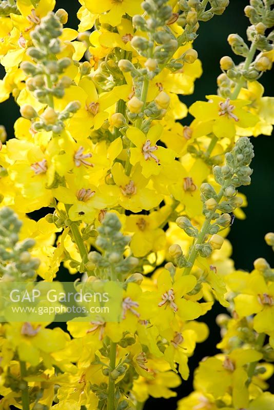 Verbascum thapsus - Great or Common Mullein