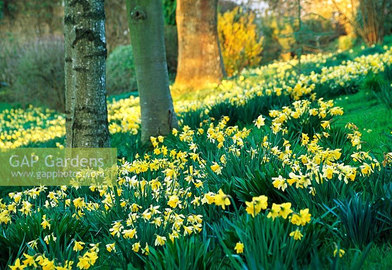 Drifts of Narcissus naturalised in a 
woodland garden