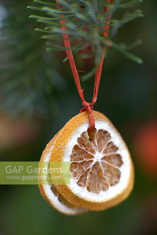 Citrus fruit Christmas tree decoration -  Dried orange slices hanging from fir tree
