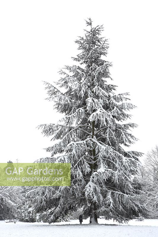 Fir tree covered with snow in snowy landscape