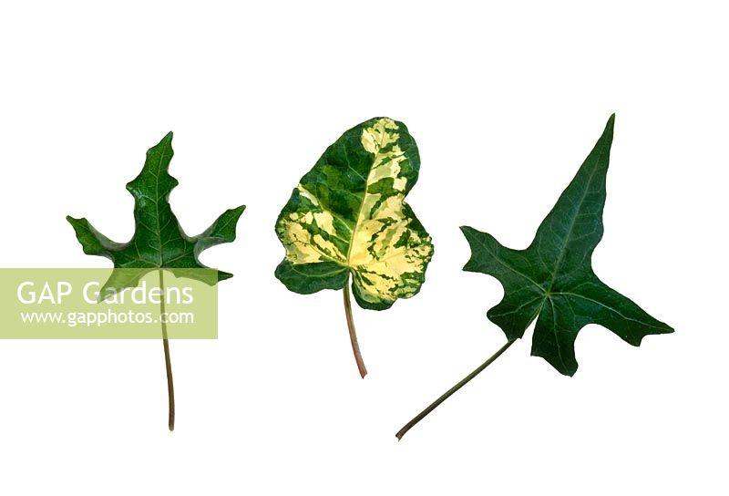 Left to Right - Hedera helix 'Maple Leaf, Hedera helix 'Midas Touch' and Hedera Helix 'Jasper'
