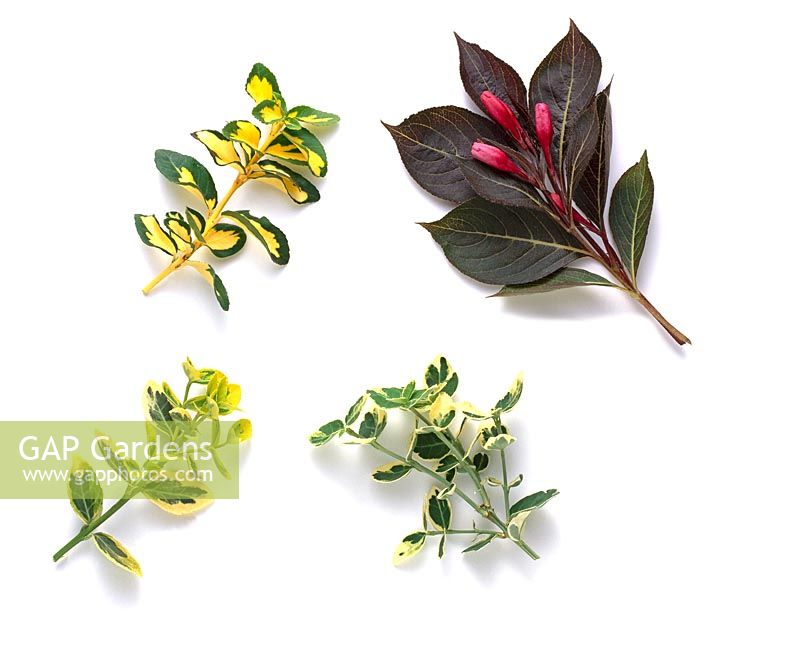 Top left - Euonymus fortunei 'Blondy', Bottom left - Euonymus fortunei Emerald 'n' Gold AGM, Top right - Weigela florida 'Ruby Queen' and Bottom right - Euonymus fortunei Emerald Gaiety AGM