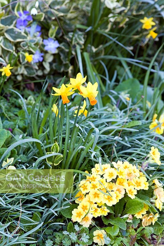 Narcissus 'Jetfire' with yellow Primulas in Spring