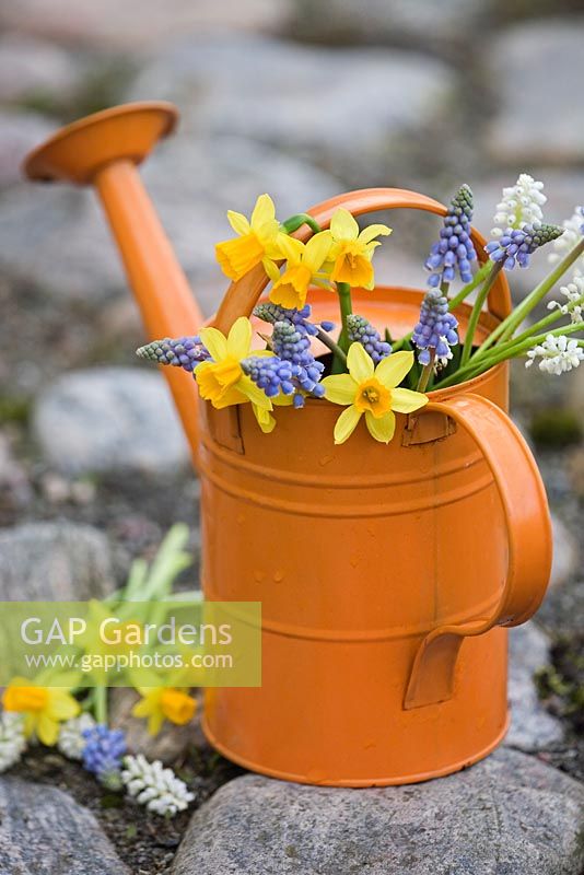 Narcissus 'Tete-A-Tete' with white and blue Muscari in child's watering can