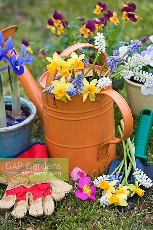 Narcissus 'Tete-A-Tete' with white and blue Muscari in child's watering can, Primula Iris reticulata and Violas in pots beside garden gloves and trowel