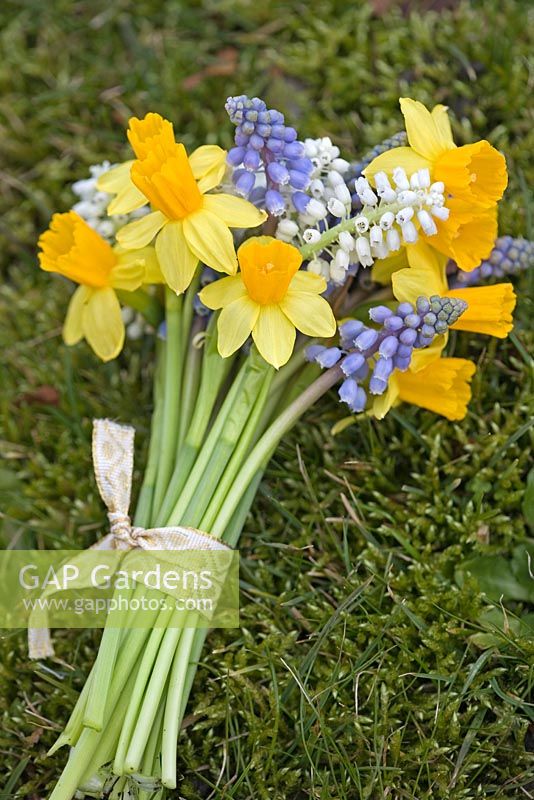 Bunch of Narcissus 'Tete a Tete' with white and blue Muscari 