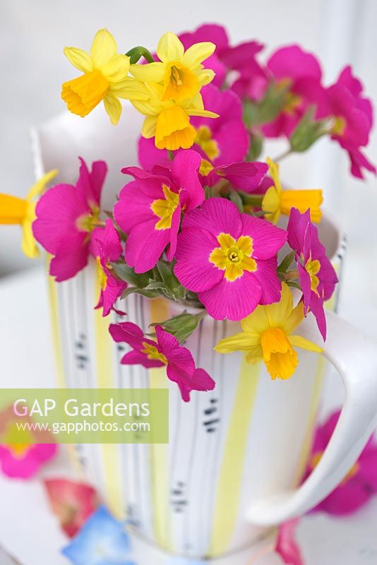 Narcissus and Primula in old fashioned jug