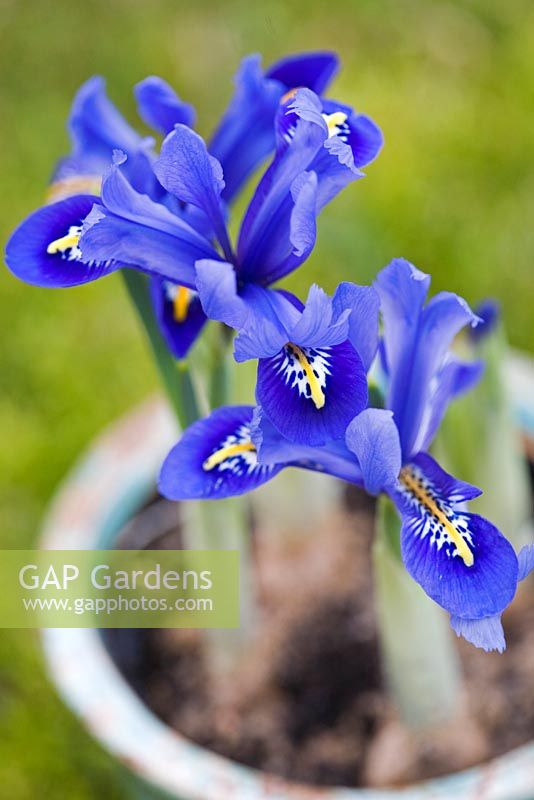 Iris reticulata in pot 
