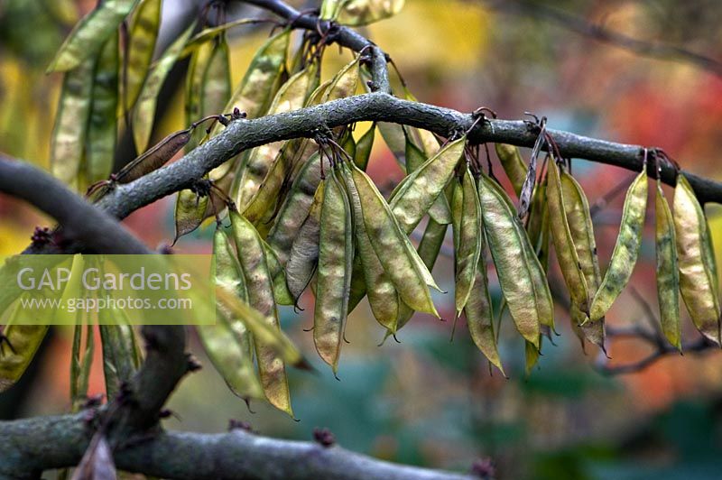 Cercis canadensis seed pods