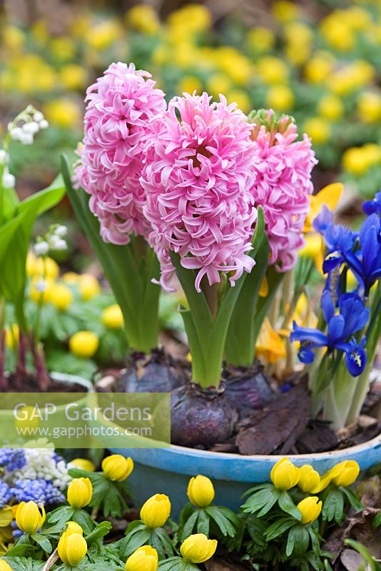 Hyacinthus and Iris reticulata in container surrounded by Eranthis cilicica 