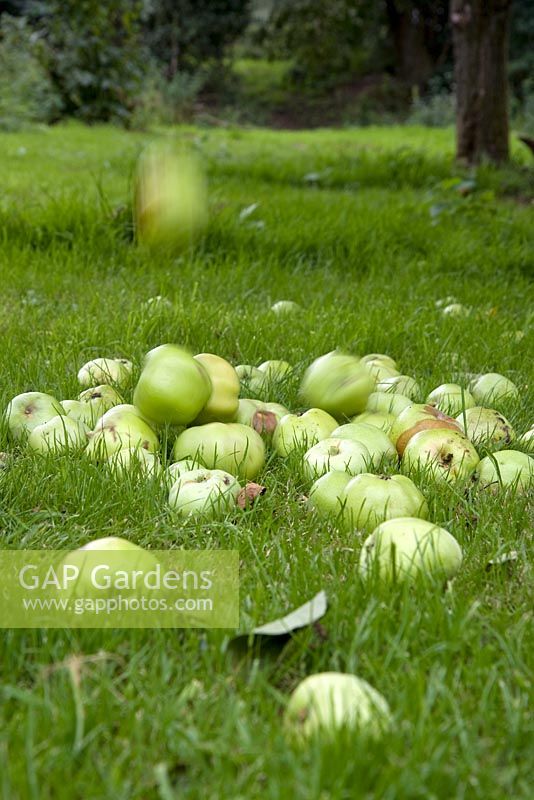 Collecting fallen windfall apples